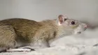 rat