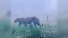 Bahraich Tiger Sighting