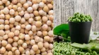 chickpeas