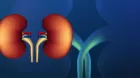 kidney
