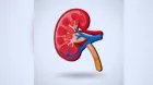kidney