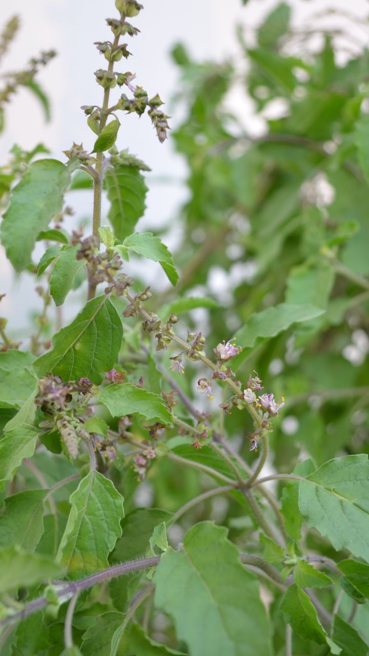 तुलसी माता का महत्व