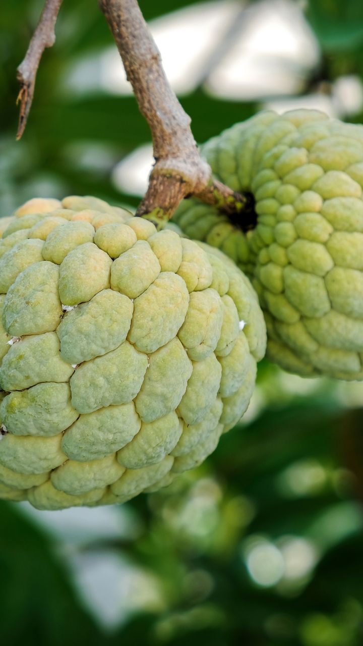 मीठे सीताफल की पहचान कैसे करें