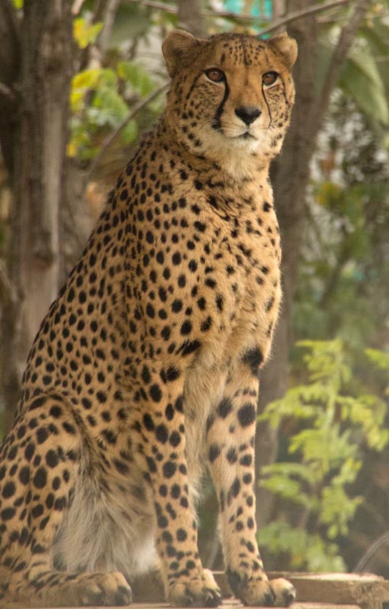 चीता खतरनाक जानवर