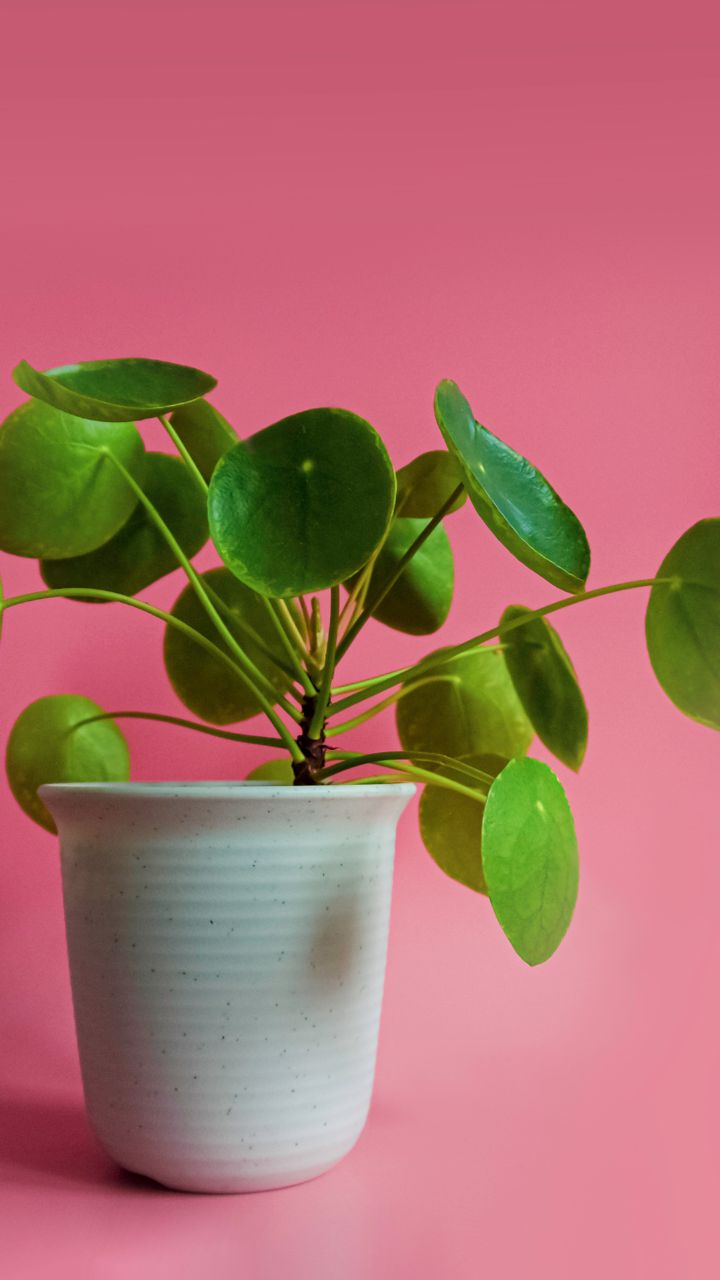 सर्दियों में मनी प्लांट पीला हो रहा है? आजमाएं ये टिप्स