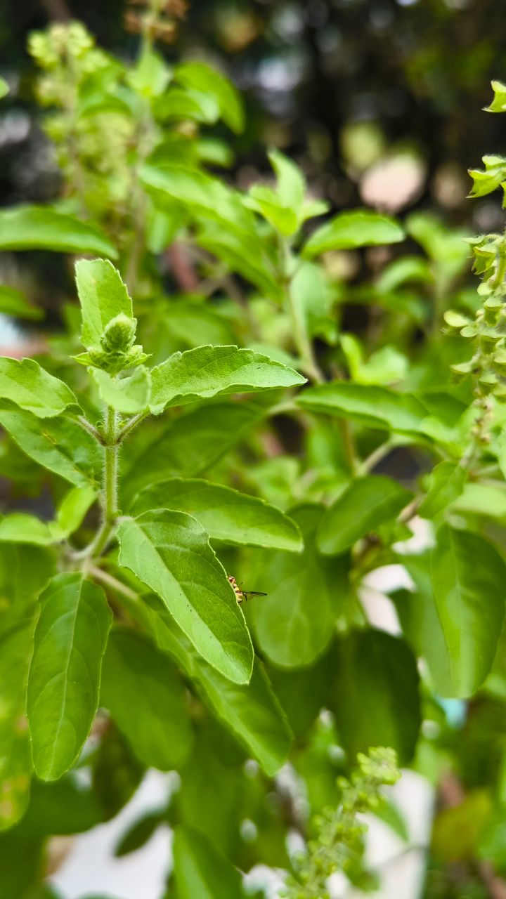 सूख गई है तुलसी तो करें ये काम! बरसेगी मां लक्ष्मी की कृपा